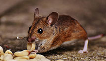 24 Hour & Emergency Exterminators in Moyers, WV